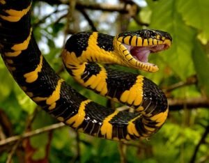 Mangrove Snake (Boiga dendrophila)