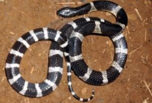 Many-Banded Krait (Bungarus multicinctus)