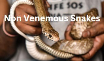 Non Venemous Snakes