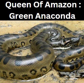 Queen of Amazon Green Anaconda