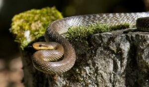 Rat Snake (Elaphe spp.)