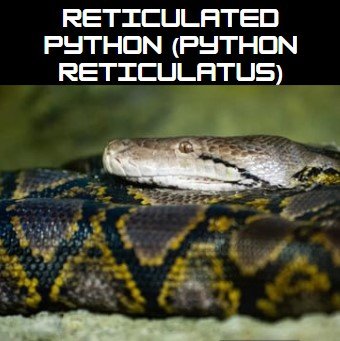 Reticulated Python (Python reticulatus)