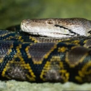 Reticulated-Python-Python-reticulatus