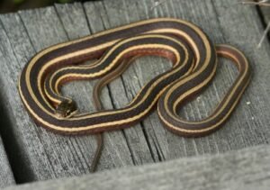 Ribbon Snake (Thamnophis sauritus)