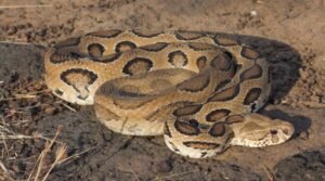 Russell's Viper (Daboia russelii)