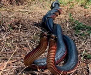 Snake Romance