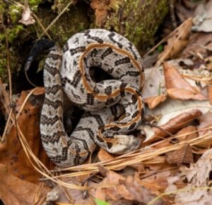 Timber Rattlesnake