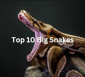 Top 10 big Snakes