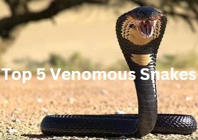 Top 5 Venomous Snakes