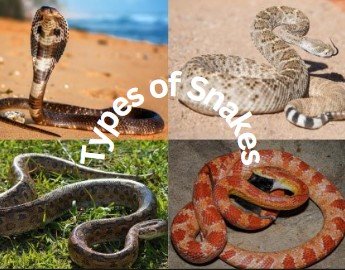 Types of Snakes