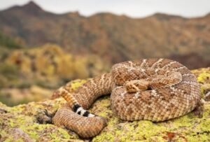 Western Diamondback Rattlesnake