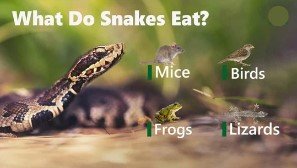 What Do Snake Eat