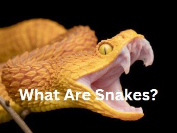 What are Snakes