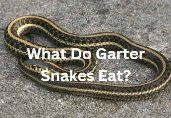 What do garter snakes eat