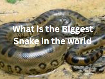 What is the Biggest Snake in the world