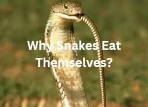 Why Snakes eat Themselves