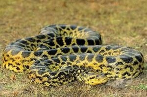 Yellow Anaconda (Eunectes notaeus)