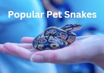 pet snakes