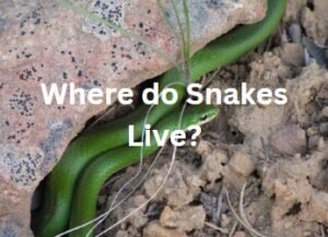 where do snake live