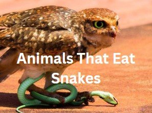 Animals eat Snakes