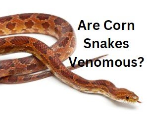 Are Corn Snakes Venomous