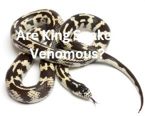 Are King Snakes Venomous