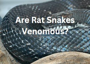 Are Rat snakes Venomous