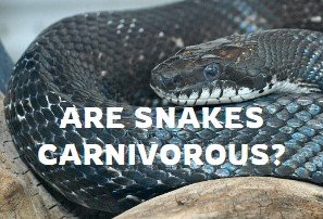 Are Snakes Carnivorous