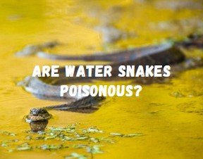 Are Water Snakes Poisonous