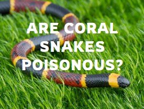 Coral Snake