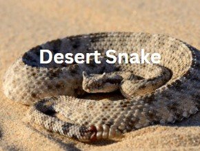 Desert Snake