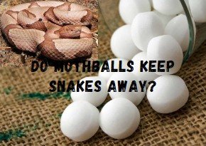 Do Mothballs keep Snakes away