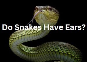 Do Snakes have Ears