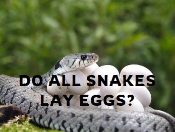 Do All Snakes Lay Eggs