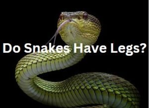 Do Snakes have legs