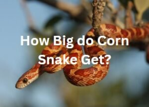 How big do Corn Snake get