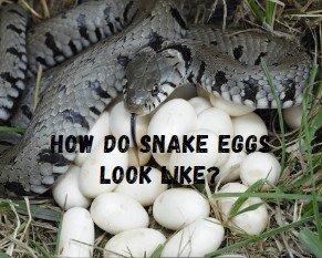 How do snake eggs looks like