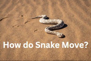 How do snake move