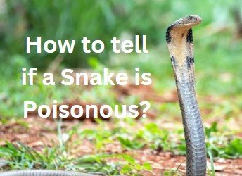 How to tell if a snake is poisonous