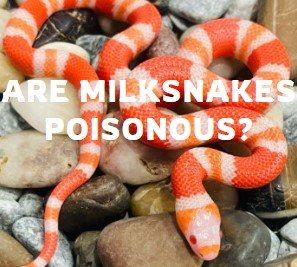 Milk Snake