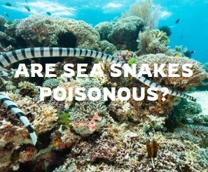 Are Sea Snakes Poisonous