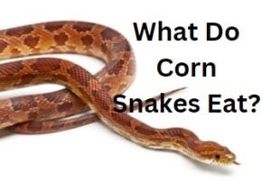 What Do Corn Snakes Eat