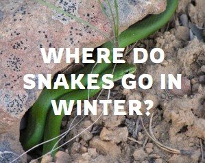 Where do Snakes go in Winter