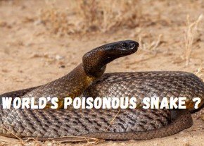 World's Poisonous Snake