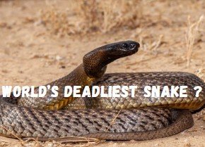 World's Deadliest Snake